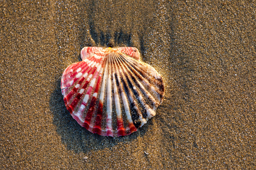 The shell at the beach
