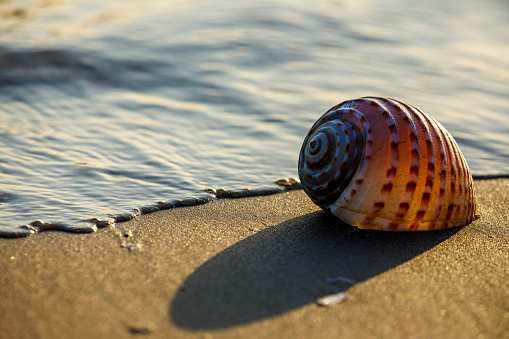 A closeup of a Sea Shell on Sandy Beach With Blue Sky Background