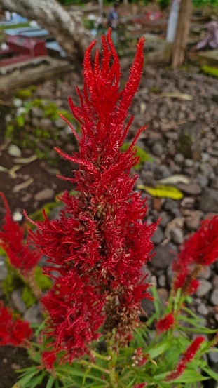 Red Pagoda Celosia (Celosia argentea L. var plumosa) another name is celosia plumosa.  This ornamental flower plant is from the Celosia genus and the Amaranthaceae family.  This flower plant comes from areas in Africa.  In Indonesian, celosia flowers are also often called cock's comb flowers.  The plant height is approximately 50–100 cm.  Can grow in low to highlands.  Really likes full sun and well-watered media.  Suitable to plant as a garden decoration or in a pot.