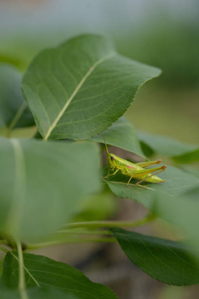 A green grasshopper on a leaf in the garden in summer