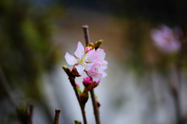 Prunus tenella, the dwarf Russian almond flower