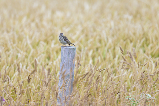 A Meadow Pipit sitting on piece of wood in a field, sunny day in summer, northern France