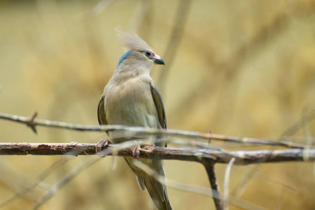 A blue naped Mousebird sitting on a branch in a zoo