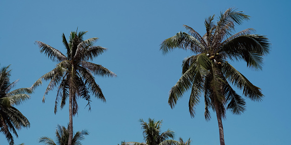 Group of close up tall palm trees over clear blue sky with sunbeam in Deerfield beach, Florida, USA