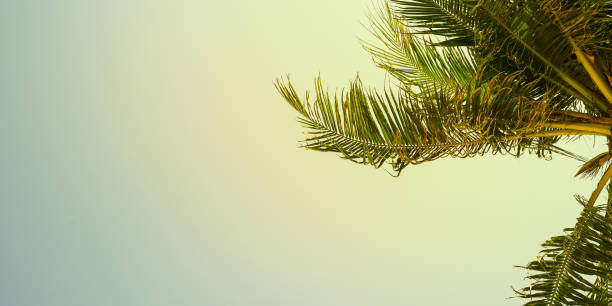 Vintage toned palm tree over sky background with summer background