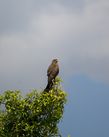 A Black Kite sitting on top of a tree, sunny day in Uganda