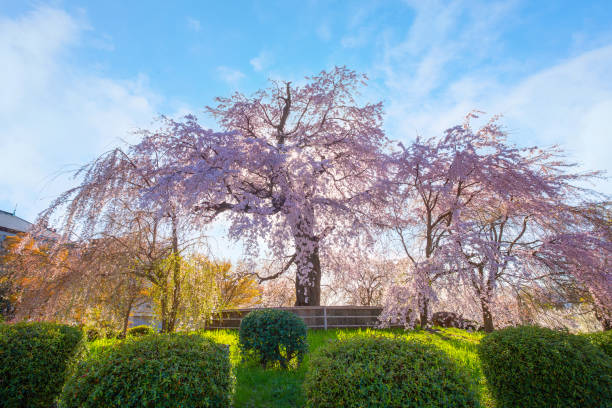 Weeping Sakura in Spring at Maruyama Park  in Kyoto, Japan