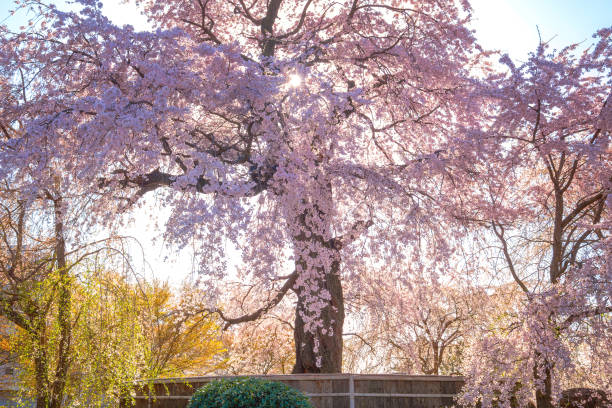 istock Weeping Sakura in Spring at Maruyama Park  in Kyoto, Japan 2148113721