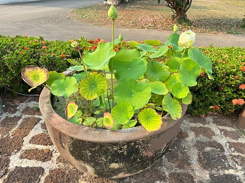 White lotus basin at the park