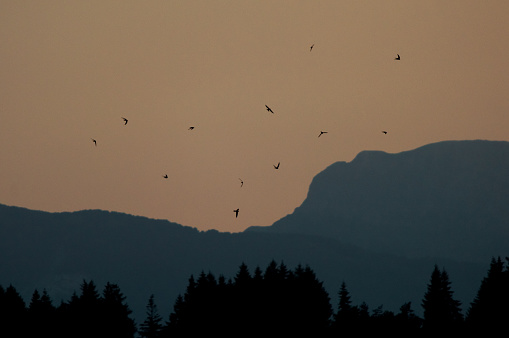 Red sunset with a flock of swallows flying in the sky over the skyline of the Apuan Alps