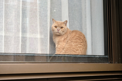Ginger cat sitting on a window sill looking out at the viewer.