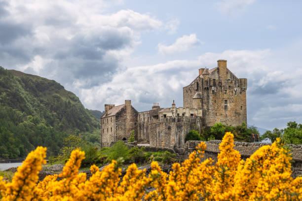le château d’eilean donan, perché au bord d’un loch au milieu des highlands écossais, avec des buissons d’ajoncs rayonnants au premier plan - scotland castle highlands region scottish culture photos et images de collection