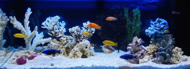 istock Freshwater aquarium designed in pseudo-sea style. Aqua scape and aqua design. 2148114849