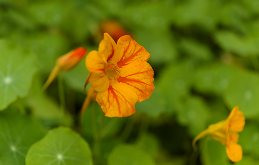 Flora of Gran Canaria -  Tropaeolum majus, the garden nasturtium, introduced and invasive plant, edible, natural macro floral background