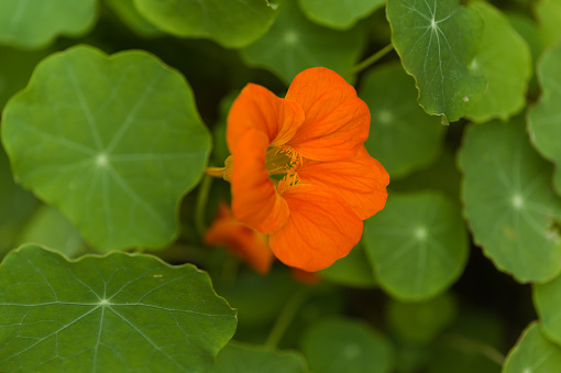 Flora of Gran Canaria -  Tropaeolum majus, the garden nasturtium, introduced and invasive plant, edible, natural macro floral background