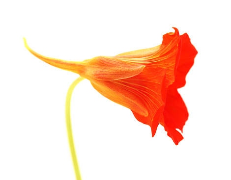 Flora of Gran Canaria -  Tropaeolum majus, the garden nasturtium, introduced and invasive plant, edible