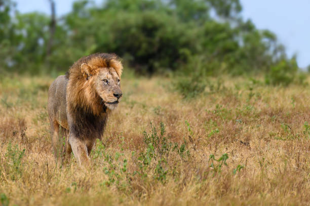 istock African Black Maned Lion 2148115387