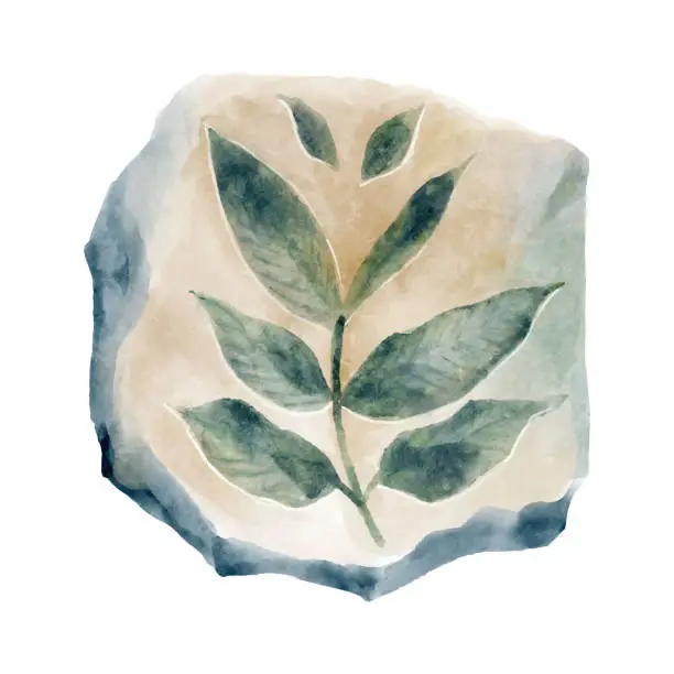 Vector illustration of Fossil of plant in rock . Watercolor paint design . Vector .