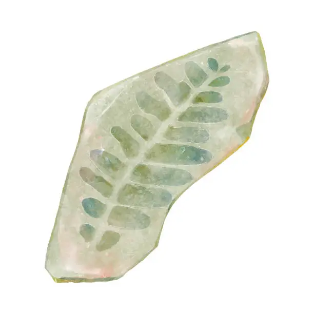 Vector illustration of Fossil of plant in rock . Watercolor paint design . Vector .