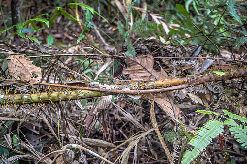 Rattan, Myrialepis paradoxa is a spiked stem of a palm tree, this one is laying on the jungle floor in the Mount Leuser National Park close to Bukit Lawang in the northern part of Sumatra