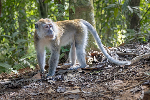 Male Sumatran long-tailed macaque, Macaca fascicularis sumatrana on the floor of the jungle  in the Mount Leuser National Park close to Bukit Lawang in the northern part of Sumatra
