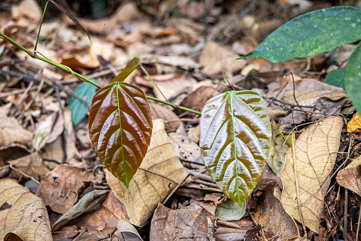 Leaves on a creeper plant at the jungle floor in the Mount Leuser National Park close to Bukit Lawang in the northern part of Sumatra