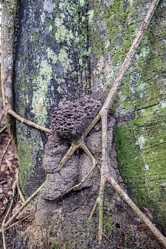 Termite mound behind lianas growing up a tree trunk in the Mount Leuser National Park close to Bukit Lawang in the northern part of Sumatra