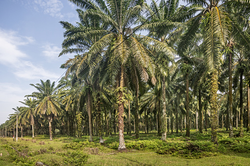 Palm oil plantation beside a road close to Bukit Lawang in the northern part of Sumatra
