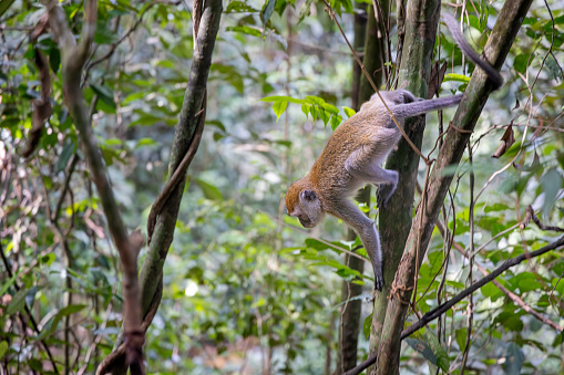 Sumatran long-tailed macaque, Macaca fascicularis sumatrana in a tree in the jungle  in the Mount Leuser National Park close to Bukit Lawang in the northern part of Sumatra