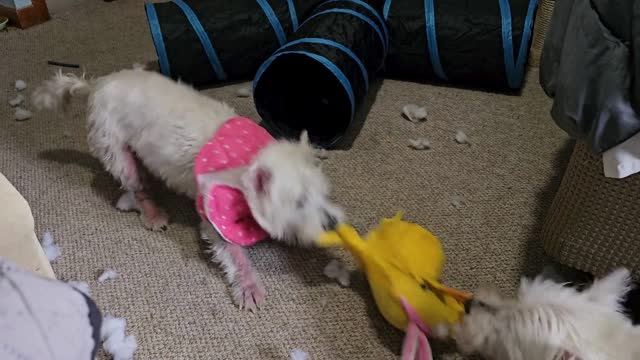 Westies tearing up toy