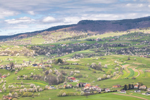 istock Spring landscape with blossom trees on a green meadows. 2148118476