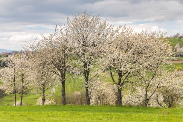 Spring landscape with blossom trees on a green meadows near The Hrinova village in Slovakia, Europe.
