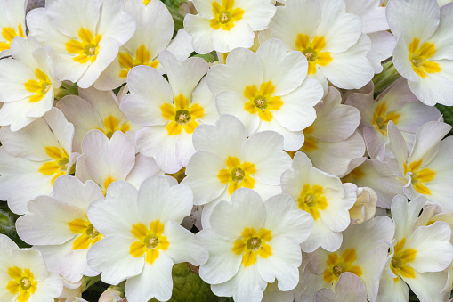 Primula vulgaris, group of primrose flower in the garden.