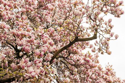 Blooming flower of magnolia tree.