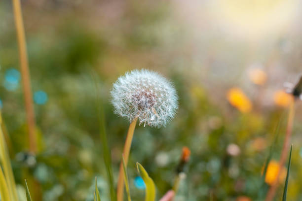 istock Green field with dandelions in sunlight. Spring meadow, selective focus 2148118578