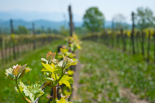 Spring in the vineyard (Friuli, North Italy)
