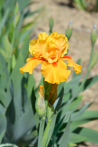 Intermediate Bearded Iris yellow flower - Latin name - Iris Season Ticket