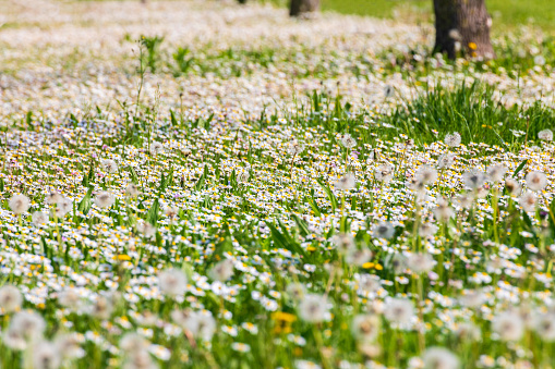Green flowered meadow in spring