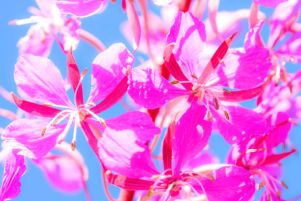 Soft blurred nature background of purple alpine fireweed against a blue sky