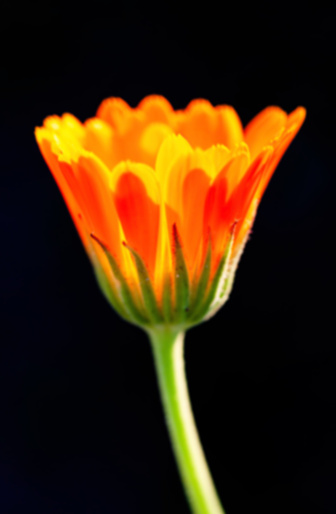 Blurred black background of Marigold flower in natural environment in summer