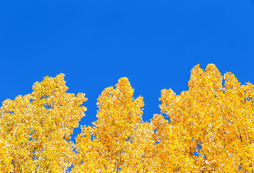 Yellow foliage on the autumn trees against a blue sky as background