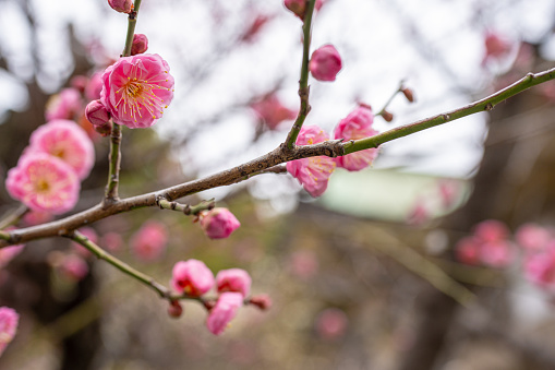 A close up photograph of a flowering Plum Blossom Tree