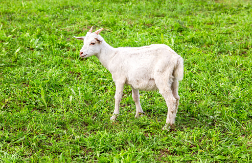 Young goat grazing on a green grassy lawn in summer. Close up portrait of a young goat. Farm Animal