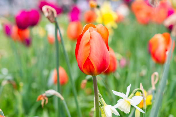 istock Beautiful tulip blooming in the garden in spring. 2148120257