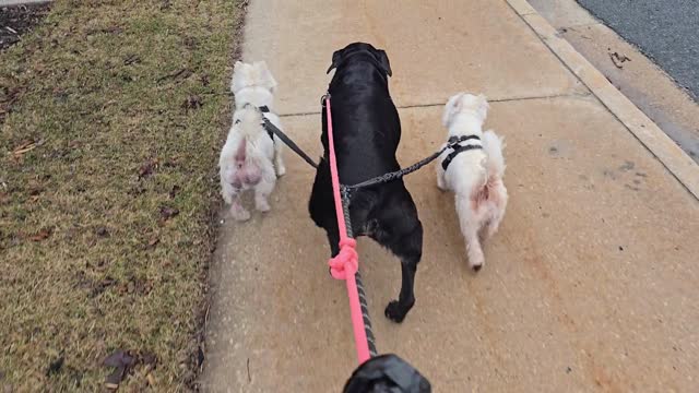 Three dogs walking down sidewalk together.