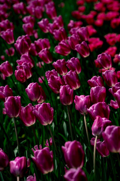 istock roles of pink tulips 2148120449