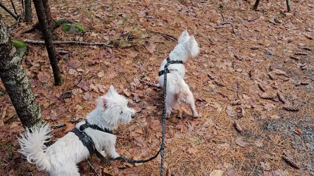 Dogs walking along trail
