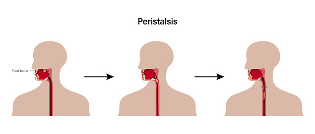 Peristalsis, involuntary wave like muscle contractions which move food bolus