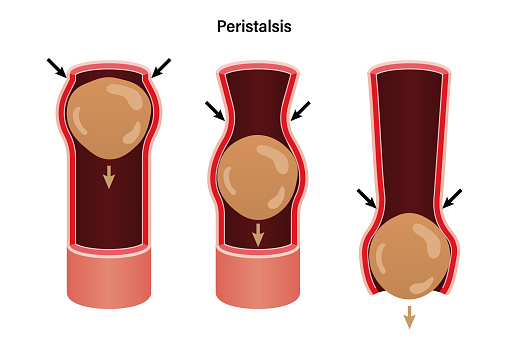 Peristalsis, involuntary wave like muscle contractions which move food bolus. Biological education