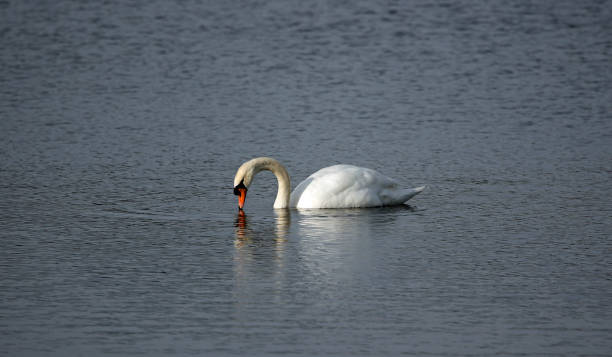 istock Mute swan on the lake in Spring sunshine 2148121014